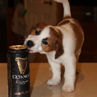 A dog trying to open Guinness can