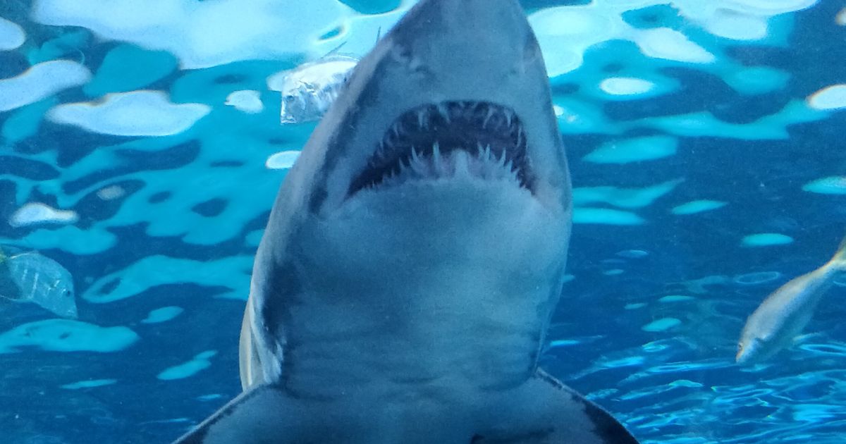 Underwater Predator: The Shark'S Gaze
